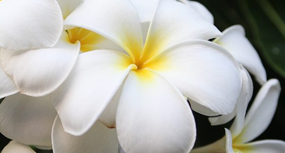 My friend, “Mr. Dartmouth”